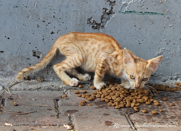 istanbul-kedileri7.jpg